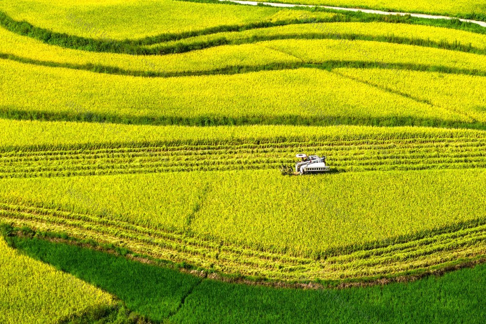 粮食生产  中稻  丰收  秋天  乡村  农机
