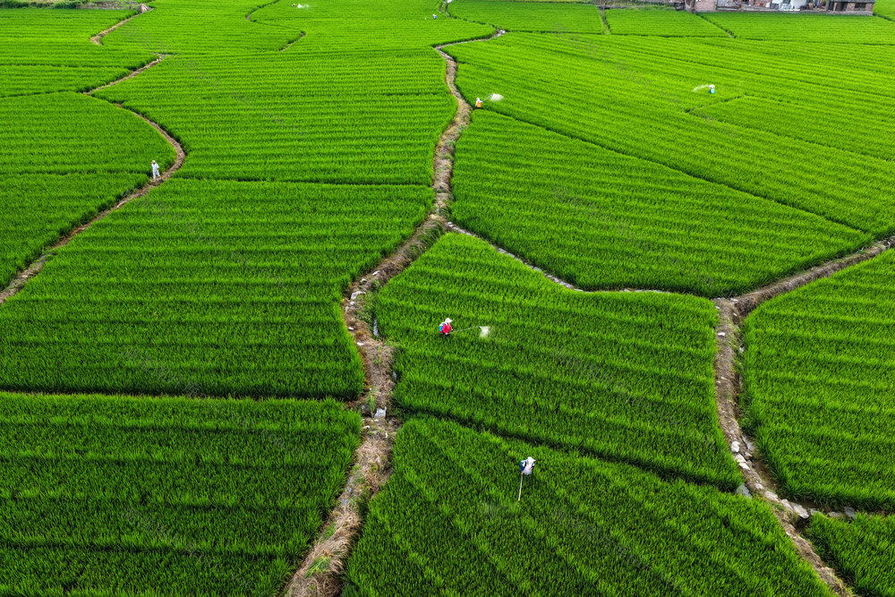 水稻 制种 打药 丰收 田
