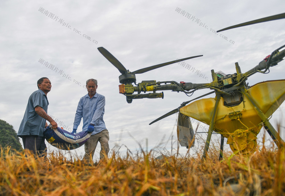 湖南道县：处暑将至农事忙