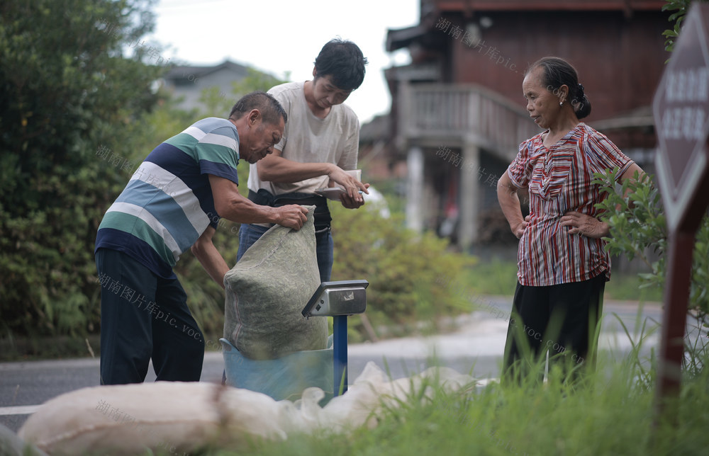 茶叶、产业、农业、农产品、销售
