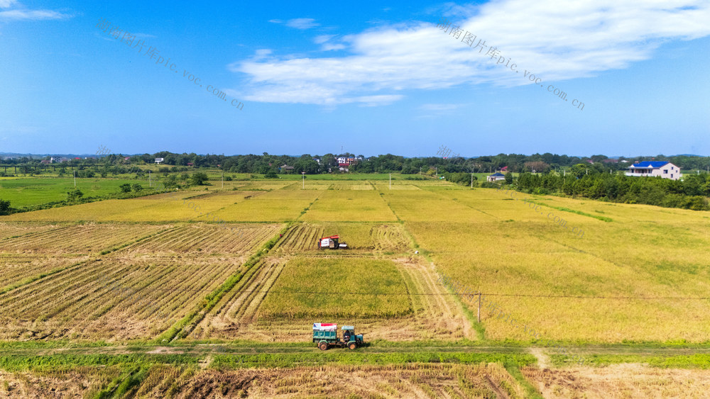 农业  中稻丰收 秋收 粮食安全 农机作业