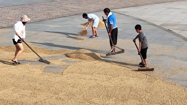   晾晒稻谷  颗粒归仓