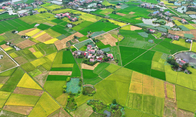 处暑 田园 美景 