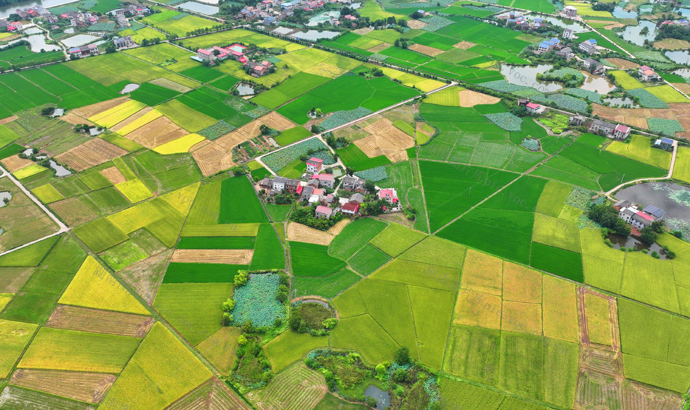 处暑 田园 美景 