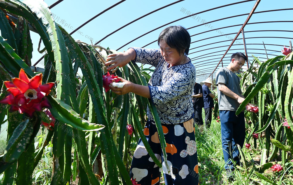 种植业  特色产业 火龙果 葡萄 增收致富 农业 农村 采摘 种植 农民 乡村振兴