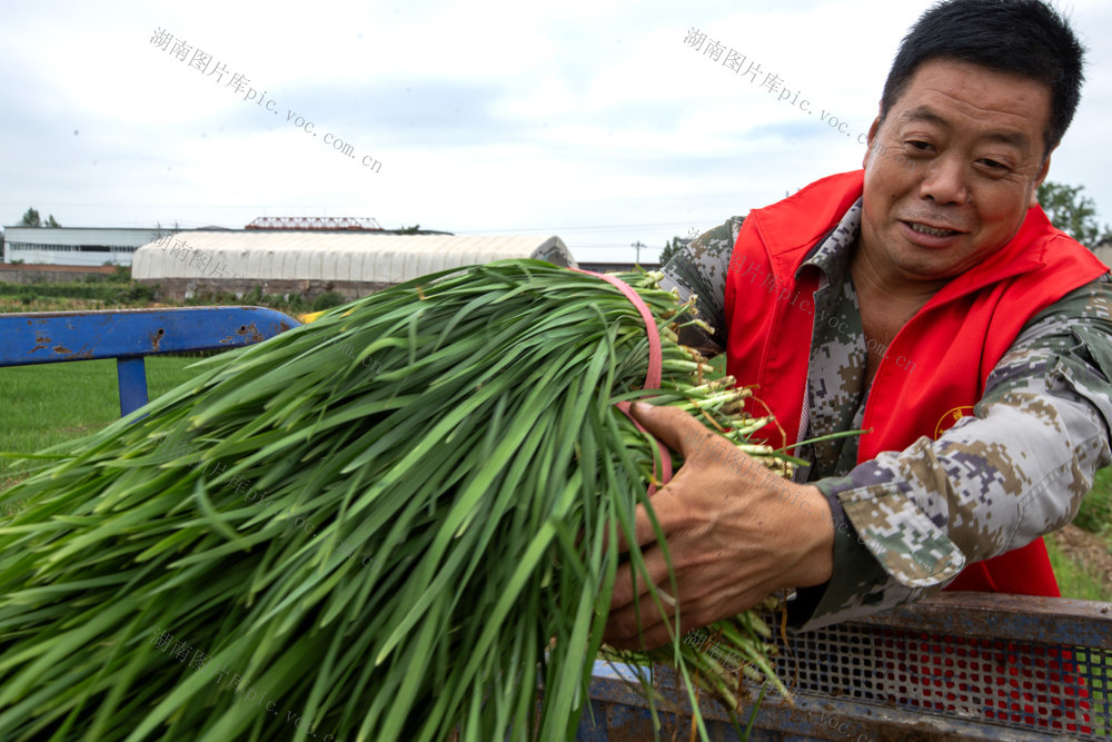 韭菜 处暑 农时 农事 特色蔬菜 特色种植 产业结构 调整优化 乡村振兴