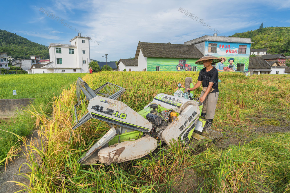 抢收水稻    晾晒稻谷  近期雨水多