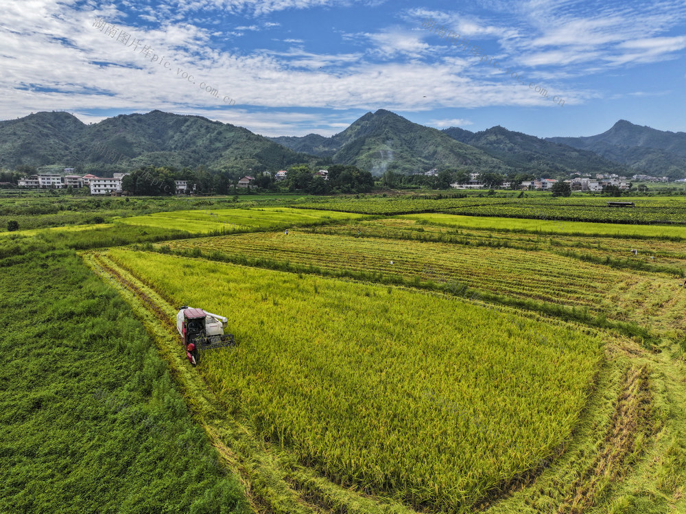 农忙  收割  晾晒  中稻