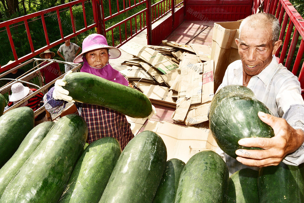 嘉禾：冬瓜丰收  供应市场