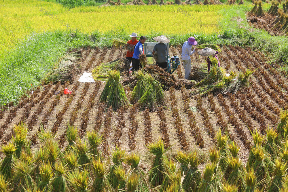 中稻 农业 脱粒 丰收 农机