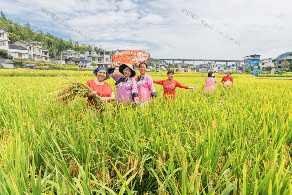 农耕文旅    稻香游   乡村游经济