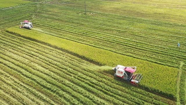 农业 中稻 丰收 农田 农机 收割