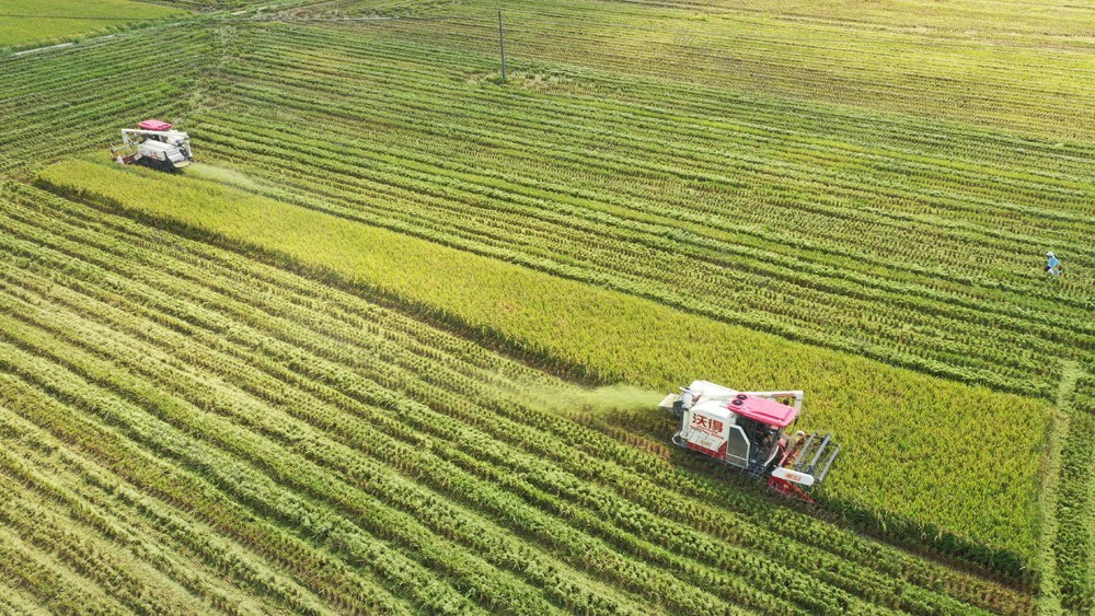 农业 中稻 丰收 农田 农机 收割