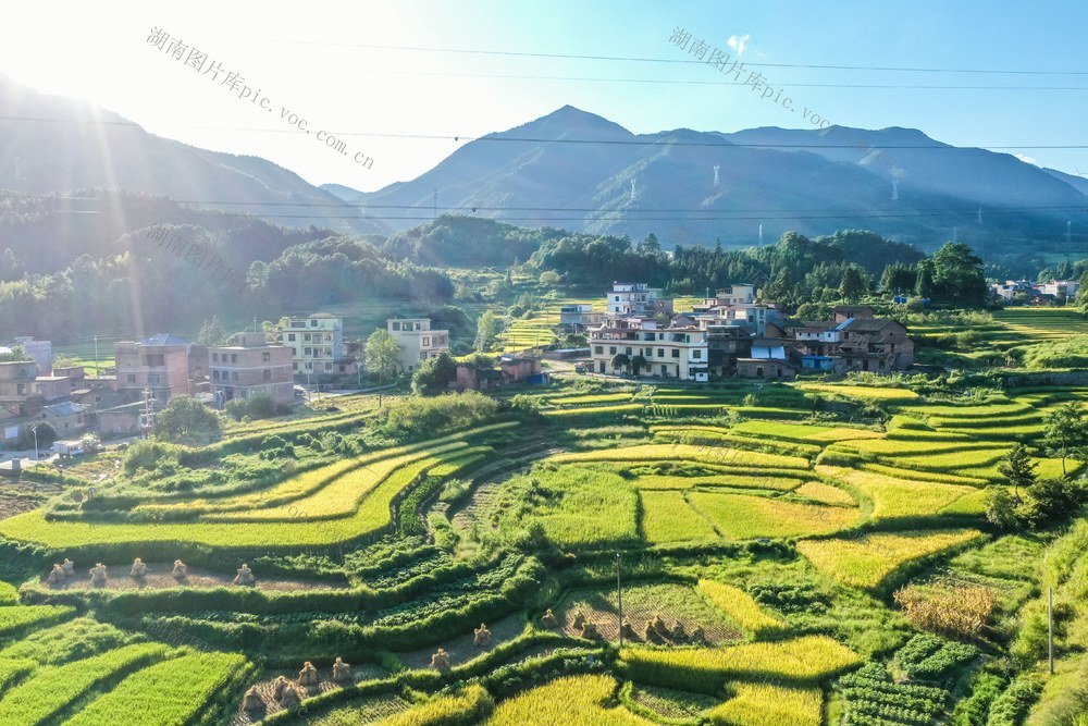 乡村 稻田 田园 风景 丰收