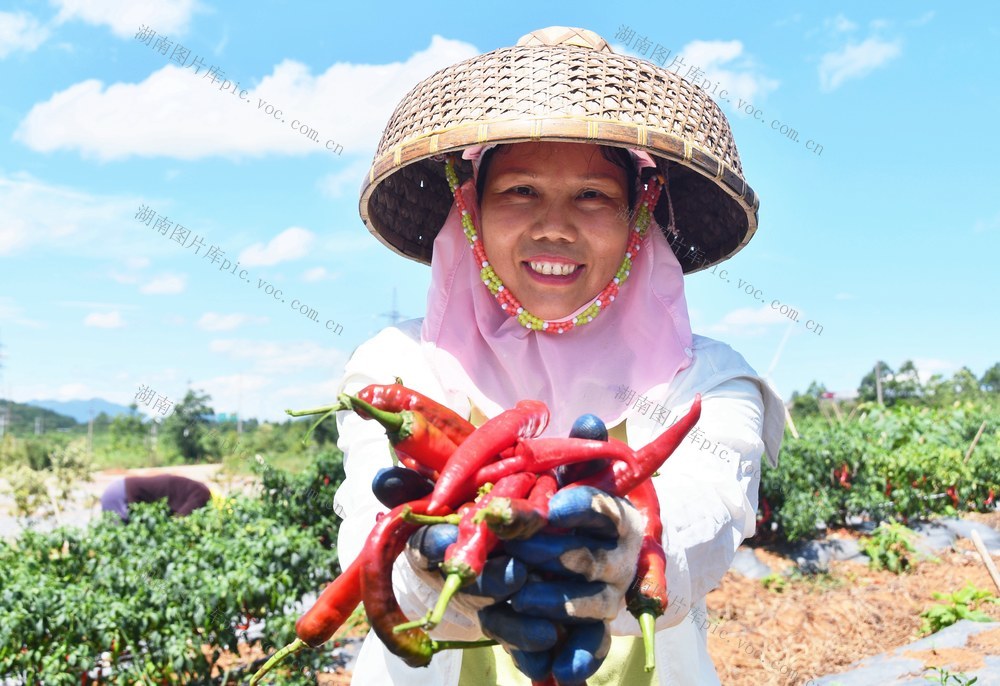  红辣椒  供港澳