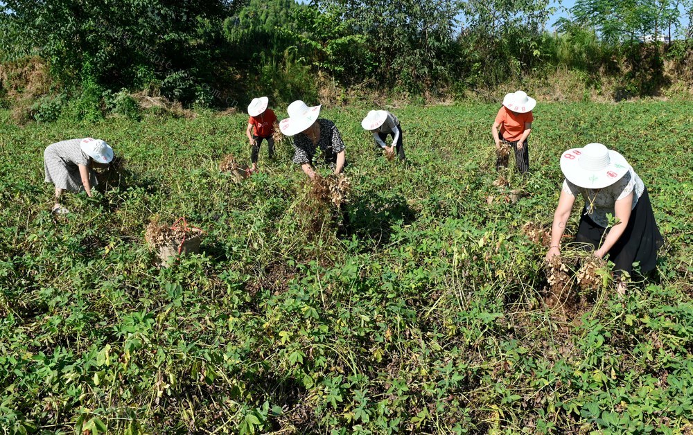 种植业 花生 采收 农业 农村 丰收 田间地头 农时 市场 农产品 忙碌