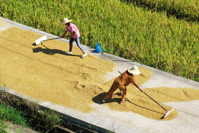 嘉禾：农家晒秋  颗粒归仓