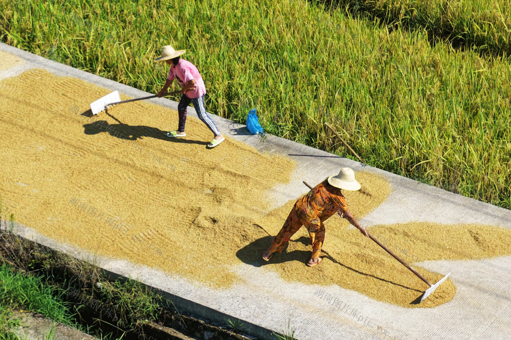 嘉禾：农家晒秋  颗粒归仓