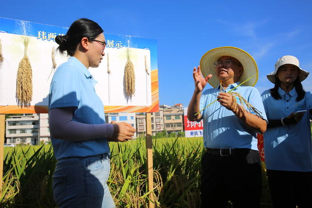 种业 超级稻 观摩 玮两优2268 生物育种