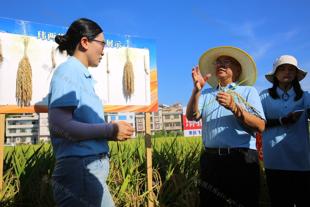 种业 超级稻 观摩 玮两优2268 生物育种