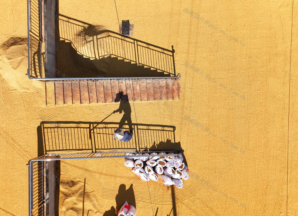 中稻 收割 丰收 图鉴