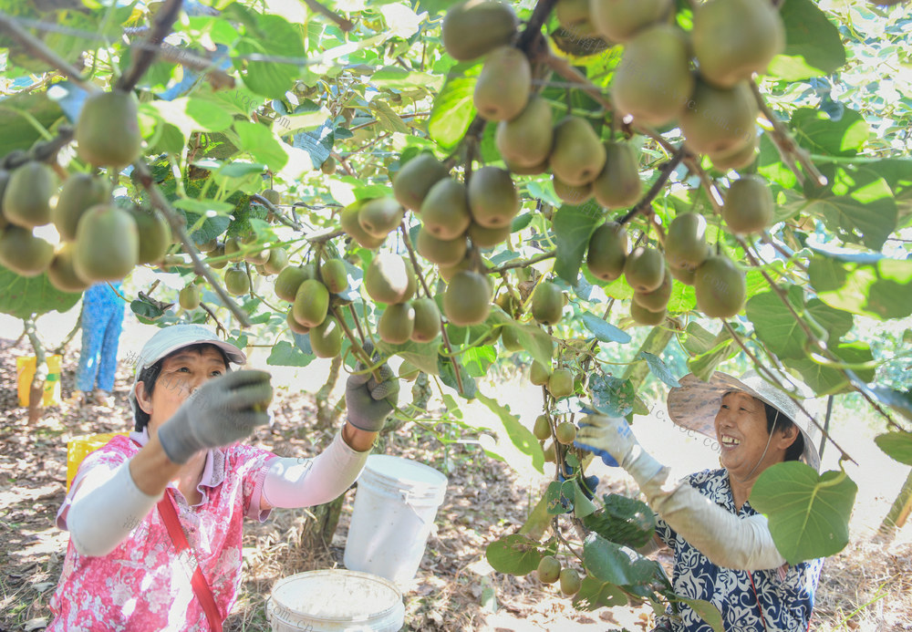 湖南道县：猕猴桃“甜心富民”