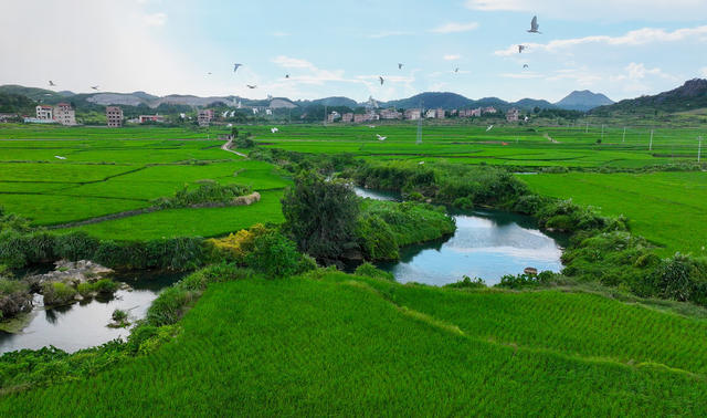 生态  田园  白鹭  农业