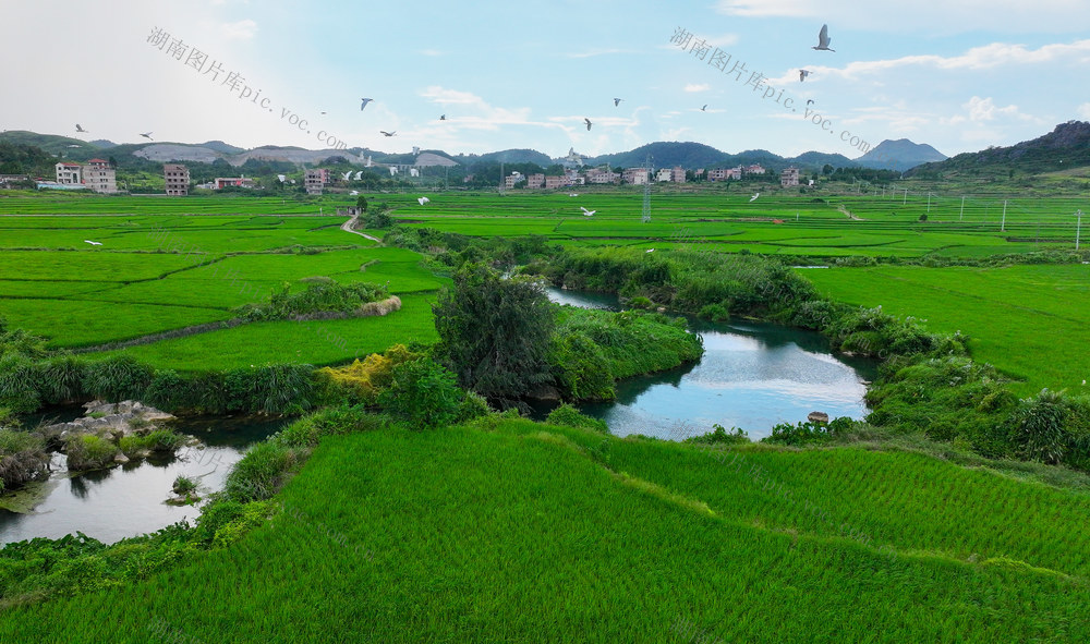 生态  田园  白鹭  农业