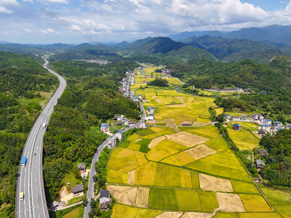 乡村、秋天、丰收、水稻、乡村