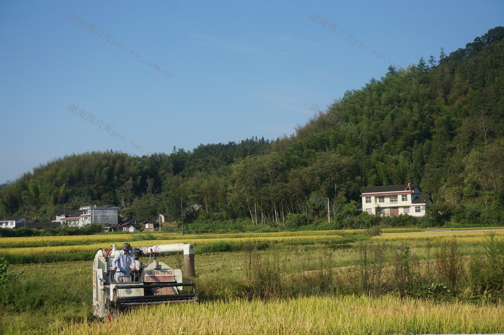 高标准农田水稻丰收
