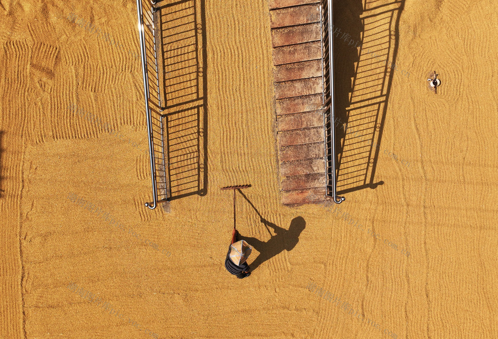 晒 稻谷 中稻 丰收