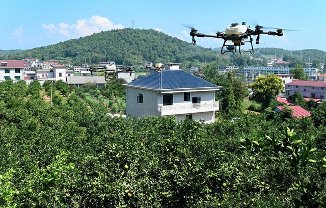 田间管理，柚子，种植业，施肥，农村，产业，基地，农民，生产，飞防，无人机，农技员