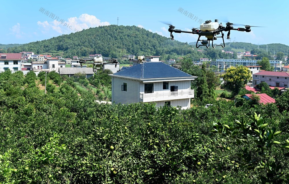 田间管理，柚子，种植业，施肥，农村，产业，基地，农民，生产，飞防，无人机，农技员