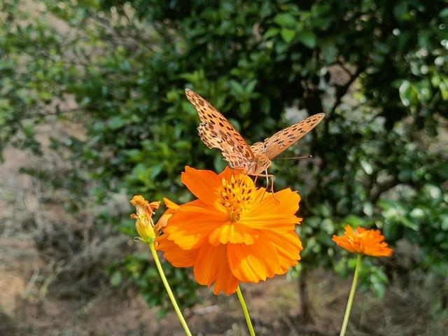 手机抓拍自然景象