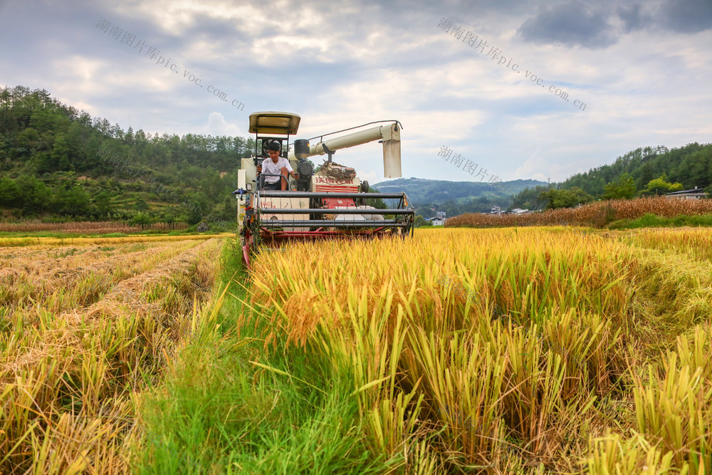 湖南，龙山，水稻，成熟，及时，收割
