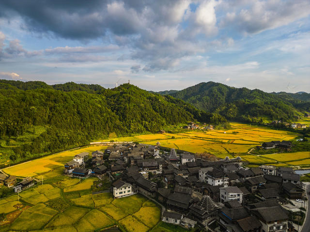 侗寨 田园 金黄 稻谷 丰收 美景