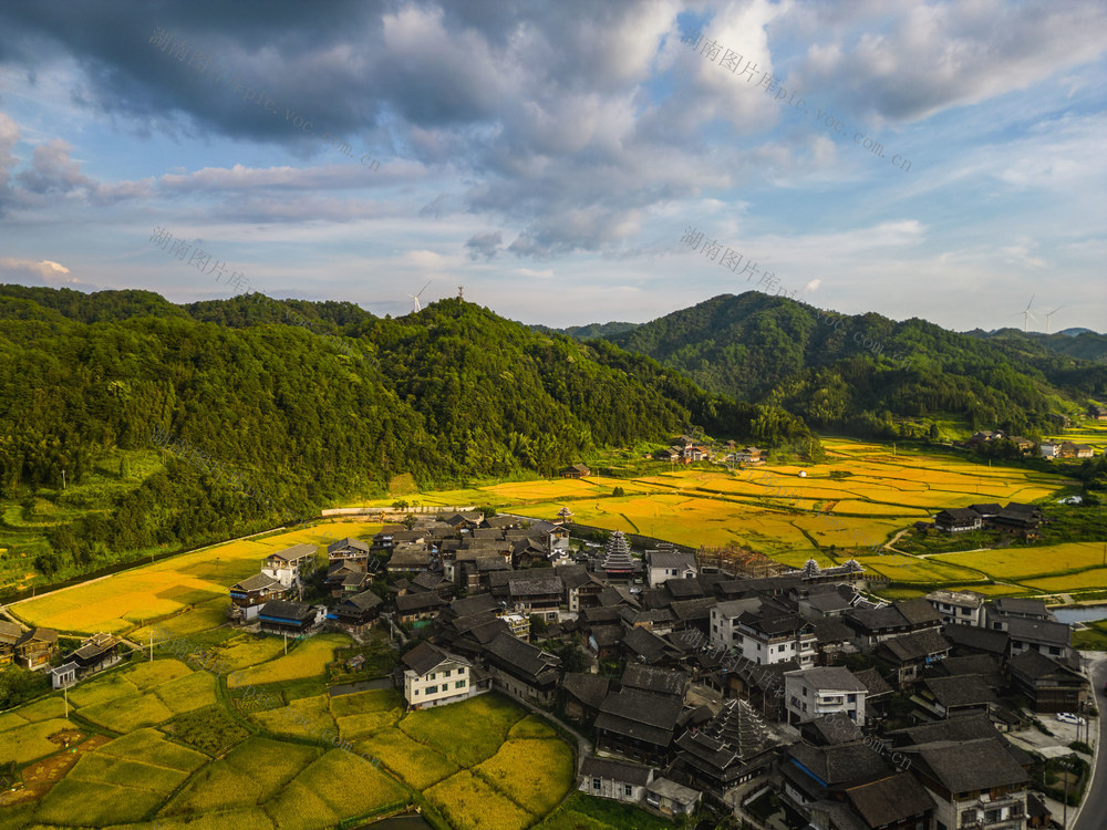 侗寨 田园 金黄 稻谷 丰收 美景