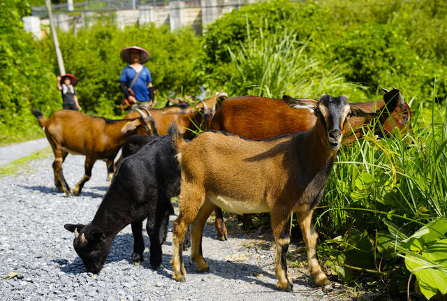 养殖、养羊、农业、生态、致富