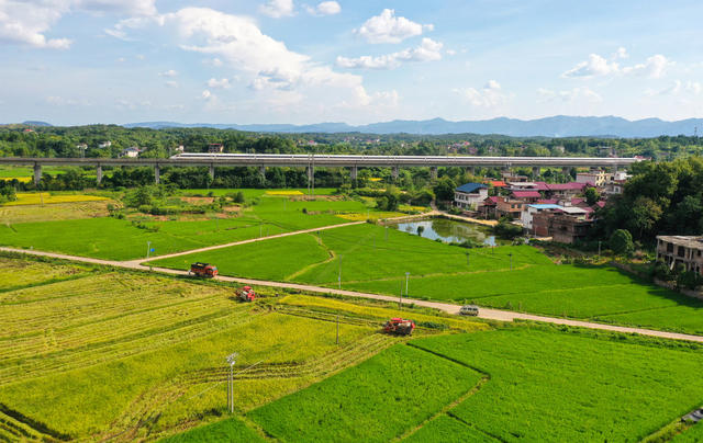 水稻   中稻   丰收  稻谷  农机   田园