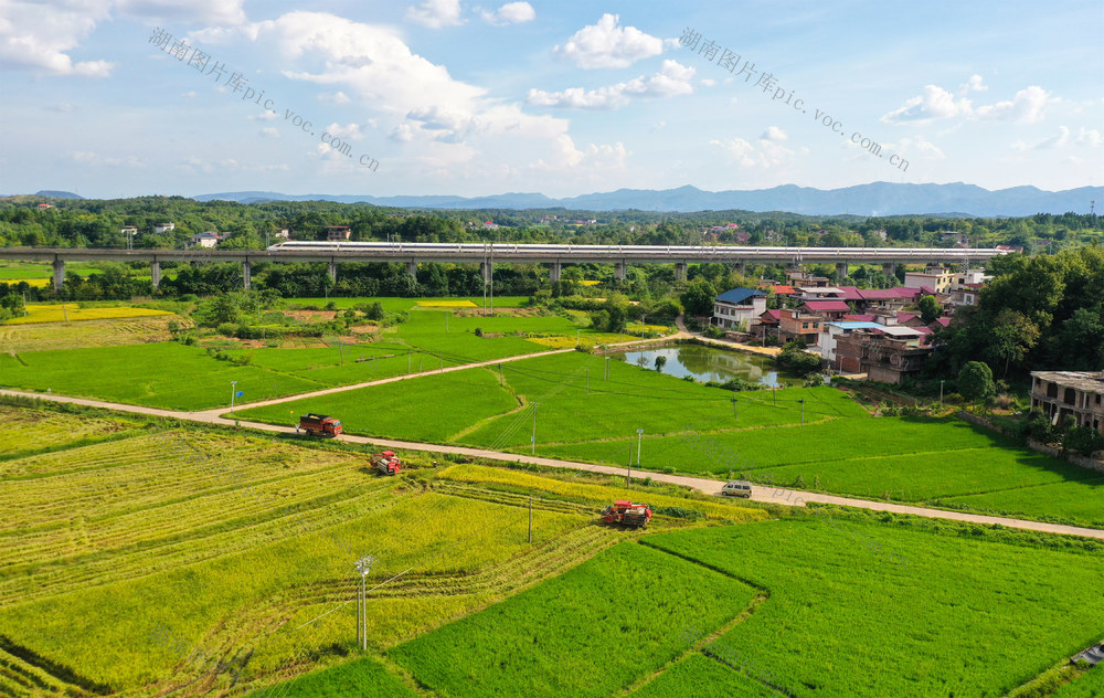 水稻   中稻   丰收  稻谷  农机   田园