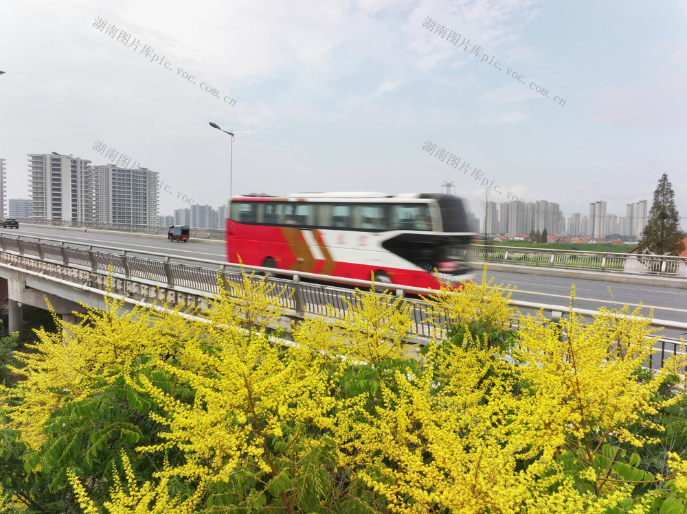 秋天  栾树  栾花