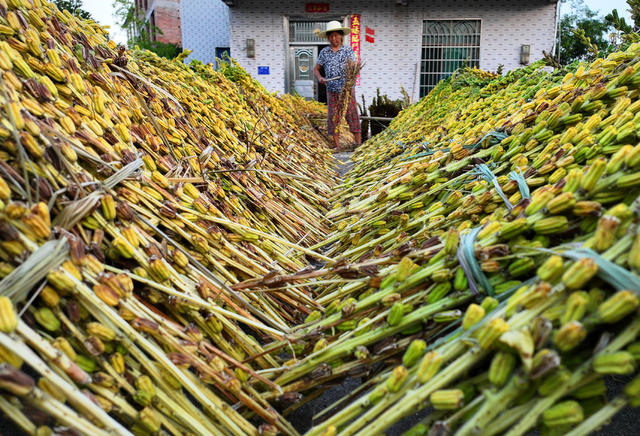 芝麻 种植 采收 分离