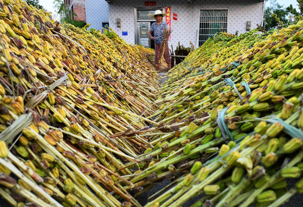 芝麻 种植 采收 分离