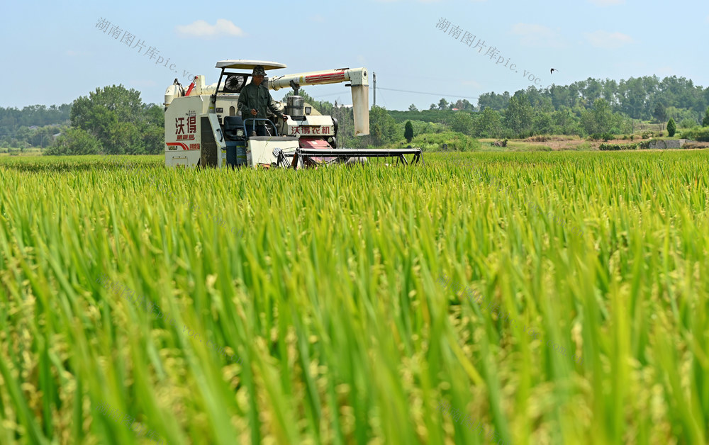 水稻，中稻，农机，收割，机械化作业，耕地 质量 农业，粮食生产，丰产丰收 收割机 品质 举措