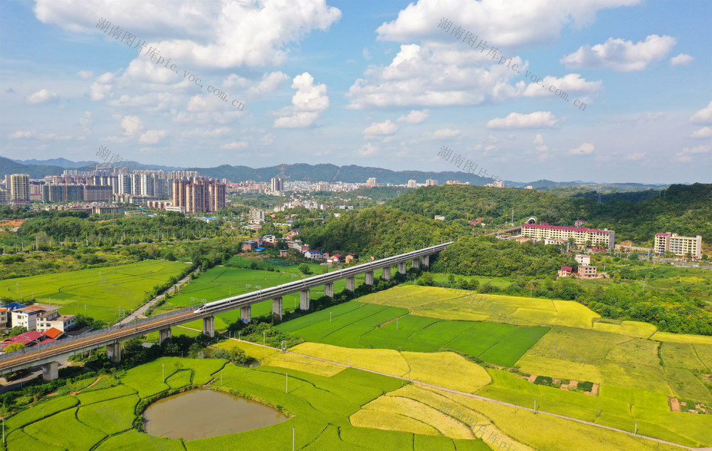 水稻   中稻   田园  初秋  丰收  动车