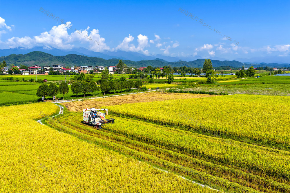 粮食生产  中稻  收割