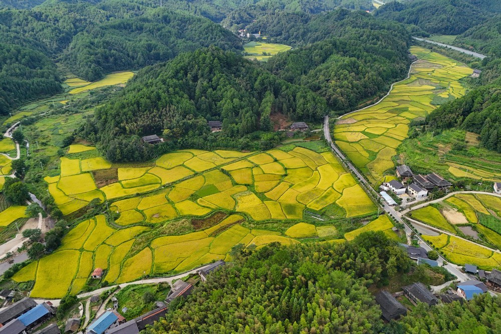 水稻、产业、农业、粮食、秋收