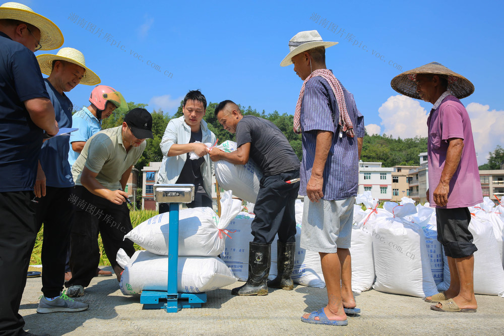 超级稻 玮两优2268 农业 测产