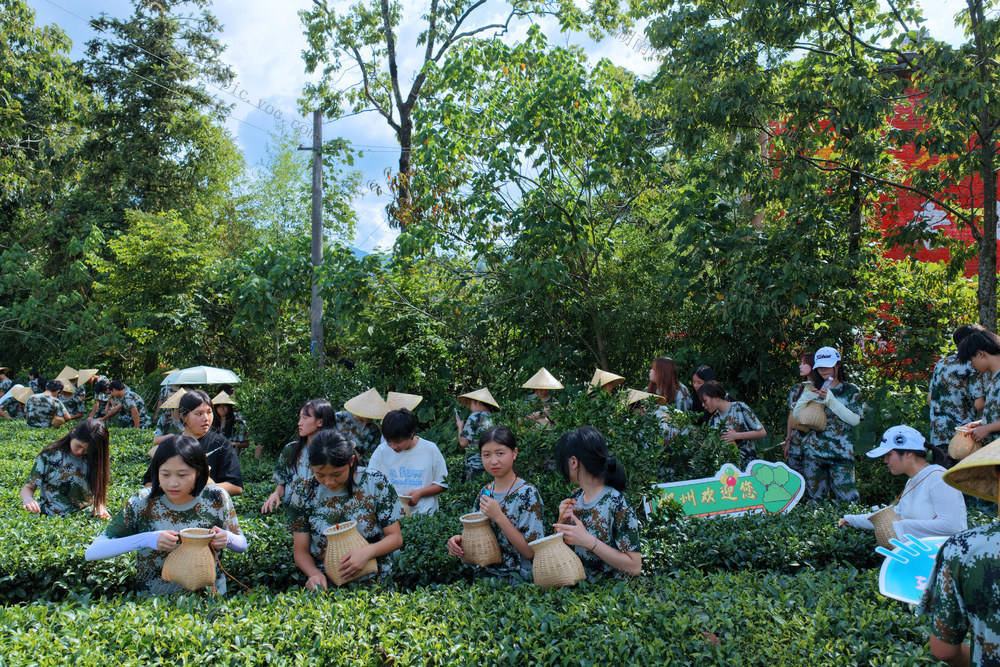 郴州市 科龙职校 “探秘玲珑茶香” 研学