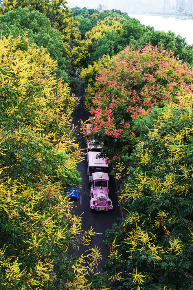 栾树花开秋色美